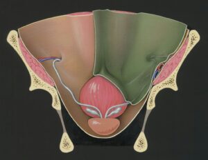 ovulazione